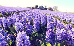 Lilac Purple Lavender Bokeh Photo Hd Wallpaper Plant Nature Purple Flowers Wallpaper Lavender Flowers Field Wallpaper