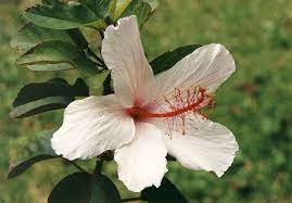 Hawaiian Hibiscus Plants Hibiscus Flowers Planting Flowers