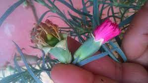 Pin On Gardening