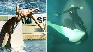 The HORRIFYING Final Moments of Orca Trainer Jessica Radcliffe – Caught on  Video...