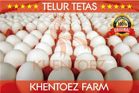 Maybe you would like to learn more about one of these? Jual Telur Ayam Hutan Hijau Di Lapak Cemanifarm Bukalapak