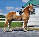 Draft Horse Placement/ C&K Stables LLC | Horse Sales | HorseClicks