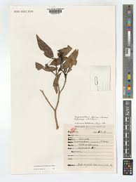 Image result for Hyperacanthus