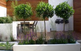 underplanting ideas for bay tree modern garden design garden design london garden design