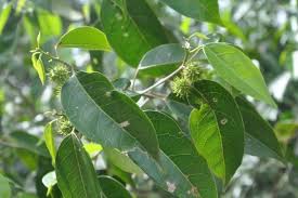 Image result for Lindackeria