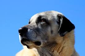 Top 10 Dog Breeds Which Dog Has The Strongest Bite Kangal Dog Dogs Training Your Dog