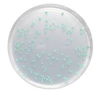 A microbial biorealm page on the genus listeria innocua. Listeria Agar Base Acc Ottaviani And Agosti 100427
