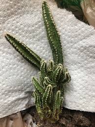 And another said it might be that the cactus has. Is My Fairy Castle Cereus Tetragonus Salvageable Plantclinic