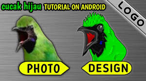 Harga burung kacer di pengaruhi oleh banyak hal, seperti jenis kelamin, umur dan tentunya kualitas suara yang terbaik memiliki harga yang paling mahal. Cara Membuat Logo Burung Di Android Pixellab Tutorial Cucakijo Youtube