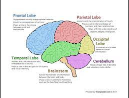 The Human Brain Diagram Worksheet Therapist Aid Human Brain Diagram Human Brain Anatomy Brain Anatomy