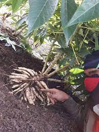 Budidaya ubi kayu biasanya dilakukan pada lahan tanam yang luas. 1 Kaedah Mudah Tanam Ubi Kayu Buatkan Keluar Ubi Yang Banyak Dan Besar