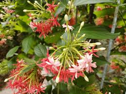 Image result for Combretaceae