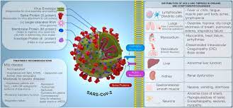 6420z activités des sociétés holding. Covid 19 Associated Complications And Potential Therapeutic Targets Abstract Europe Pmc