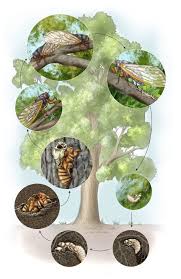 Each population of cicadas that emerges in the same year is called a brood. Brood X Cicadas Life Cycle Illustration Blog Sayostudio
