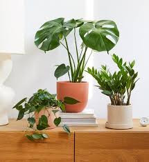 Mulai dari tanaman hias daun, tanaman hias gantung, tanaman hias dalam pot, dan tanaman hias bunga anggrek. Kenali 7 Jenis Pot Tanaman Yang Pas Dan Plus Minusnya Klik Hijau