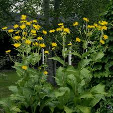 Image result for Bothriocline glomerata