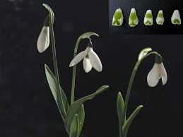Weiße jungfrau, milchblume pflanzenfamilie galanthus nivalis ist eine mehrjährige zwiebelbildende pflanze, die als. Die Ersten Im Jahr Schneeglockchen