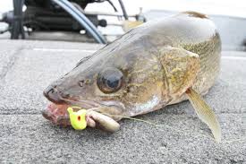 Check spelling or type a new query. Our Favorite Walleye Jigs Plastics For Spring 2020 Custom Jigs Spins