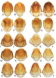 Yang mana tanpa disadari bahwa pilihan namanya sangat bagus bila digunakan. Genera Of Dascillinae Coleoptera Dascillidae With A Review Of The Asian Species Of Dascillus Latreille Petalon Schonherr And Sinocaulus Fairmaire