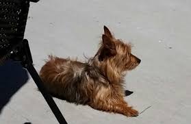 Hollywood grooming offers the best pet grooming services in los angeles. All Petz 3934 Dix Hwy Lincoln Park Mi 48146 Yp Com