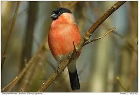 Dompfaff Dompfaff Vogel Als Haustiere Vogel Im Garten