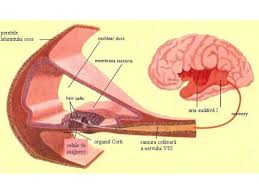 Urechea medieprin trompa lui eustachio comunica cu. Analizator Acustico Vestibular