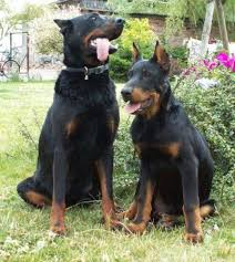 Beauceron Animale Beauceron