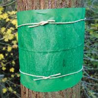 This helps to slow the damage down by boring insects and prevent them from entering into the tree. How Do I Get Rid Of Insects On Fruit Trees Gardening Landscaping Stack Exchange