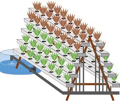Remember the transforms are respectively for dft: Hidroponik Dengan Sistem Deep Flow Technique Dft Petaniindo Com