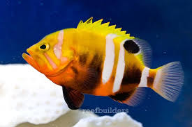 Black And White Striped Saltwater Fish Florida Neptune Grouper Grouper Tropical Fish Rare Fish
