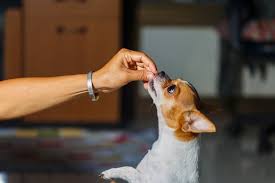 Try these healthy frozen dog treats for a quick and easy dog treat perfect for dogs on special diets. Homemade Low Fat Dog Treats Perfect For National Pet Day