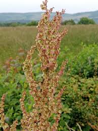 Image result for Rumex