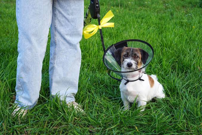 Decoded: Yellow Ribbon on a Dog Collar | Trusted Since 1922