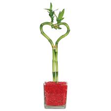 Ships from and sold by jmbamboo. Lucky Bamboo House Plants At Lowes Com