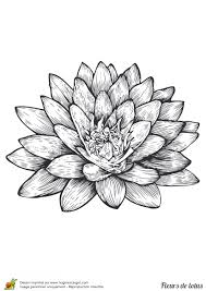 Coloriage Fleur De Lotus Encre De Chine En 2020 Fleur De Lotus Coloriage Fleur Dessin Fleur De Lotus