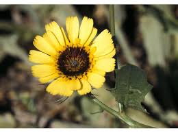 Image result for Tolpis