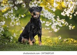 Image result for jagdteriér