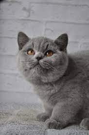 Pin On British Shorthair