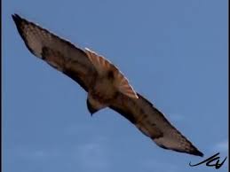 Red Tailed Hawk Flying And Eating Its Prey Youtube Youtube Prey Red Tailed Hawk Ground Squirrel