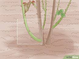 Image result for cuttings of roses