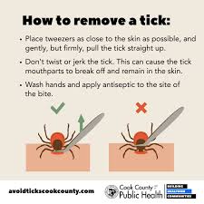 Image result for Tick Bite