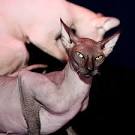 Hairless Peterbald Sphynx - SPAYING & NEUTERING