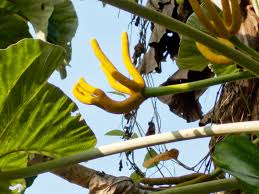 Image result for Cecropia pachystachya