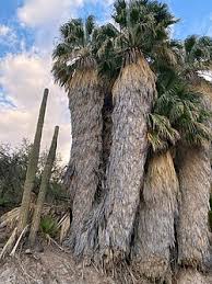 Image result for Washingtonia filifera