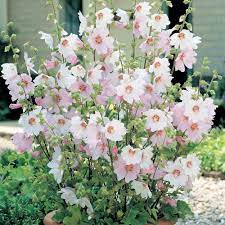Lavatera Clementii Barnsley Baby Large Plant Cottage Garden Plants Plants Garden Shrubs