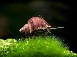 Purple Mystery Snails Pomacea Bridgesii Tank Bred 2020