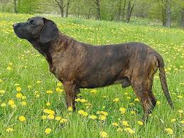 Image result for hannoverský barvář