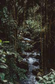 Tranquility Rainforest Meditation Jungle Pictures Nature Iphone Wallpaper Jungle Wallpaper