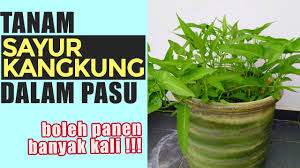 Sesiapa pun boleh belajar cara tanam sayur dalam pasu. Cara Tanam Kangkung Guna Keratan Batang How To Grow Water Spinach Kangkong Youtube