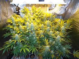 Maxlume 400 watt high pressure sodium h.i.d. Get The Right Mh Hps Grow Light Grow Weed Easy
